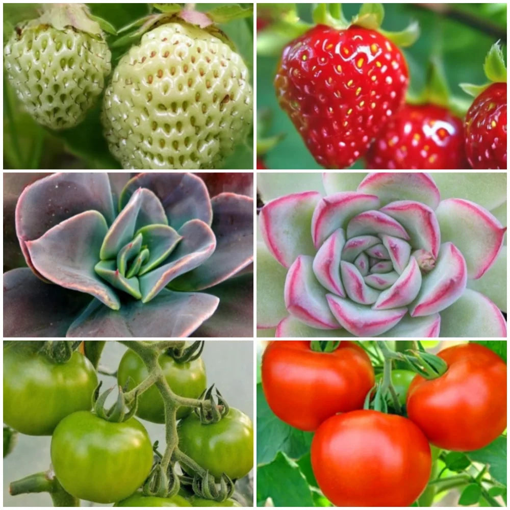 FloraFlare™ Luz de cultivo