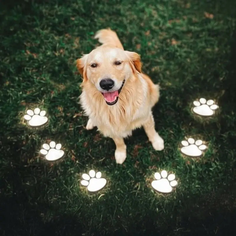 Pawglow™ Pawglow™